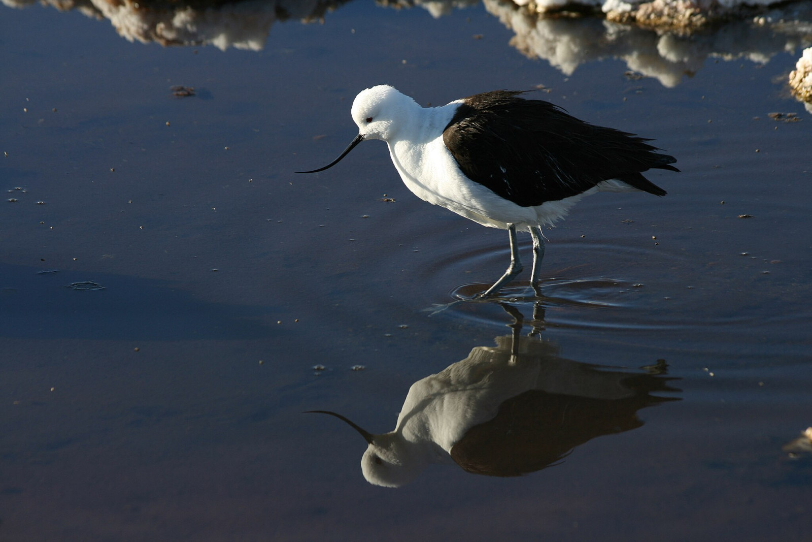 image Andean Avocet